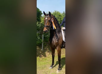 Warmblood danés, Caballo castrado, 11 años, 170 cm, Castaño