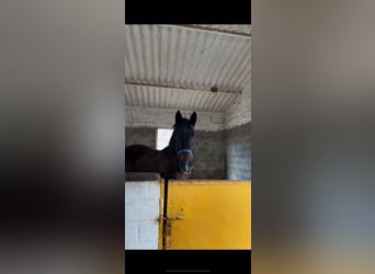 Warmblood danés, Caballo castrado, 12 años, 163 cm, Castaño oscuro