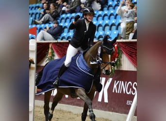 Warmblood danés, Caballo castrado, 12 años, 170 cm, Castaño