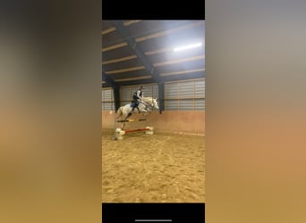 Warmblood danés, Caballo castrado, 13 años, 173 cm, White/Blanco