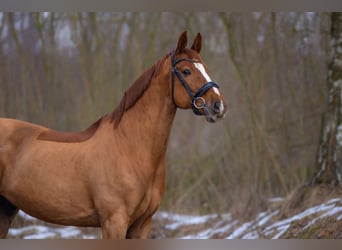 Warmblood danés, Caballo castrado, 14 años, 170 cm, Alazán