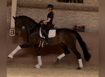 Warmblood danés, Caballo castrado, 14 años, 179 cm, Castaño oscuro
