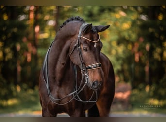 Warmblood danés, Caballo castrado, 14 años, 179 cm, Castaño oscuro