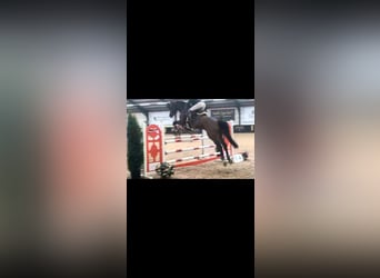 Warmblood danés, Caballo castrado, 14 años, 183 cm, Castaño