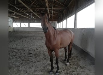 Warmblood danés, Caballo castrado, 15 años, 165 cm, Castaño