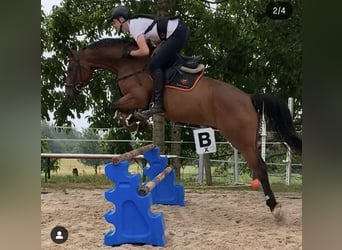 Warmblood danés, Caballo castrado, 15 años, 168 cm, Castaño