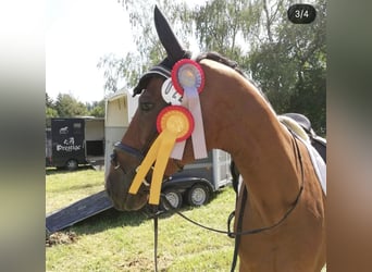 Warmblood danés, Caballo castrado, 15 años, 168 cm, Castaño