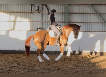 Warmblood danés, Caballo castrado, 15 años, 172 cm, Alazán-tostado