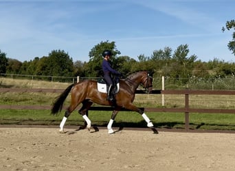 Warmblood danés, Caballo castrado, 16 años, 165 cm, Castaño rojizo