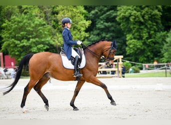 Warmblood danés, Caballo castrado, 16 años, 167 cm, Castaño