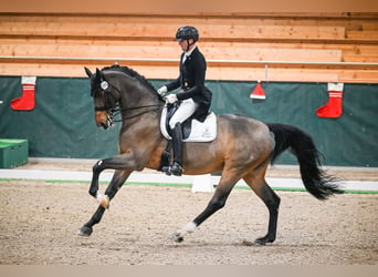 Warmblood danés, Caballo castrado, 16 años, 170 cm, Castaño