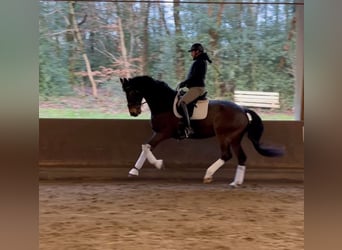 Warmblood danés, Caballo castrado, 16 años, 172 cm, Castaño