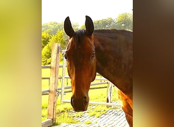 Warmblood danés, Caballo castrado, 17 años, 167 cm, Castaño oscuro