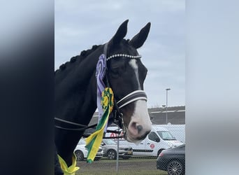 Warmblood danés, Caballo castrado, 17 años, 168 cm, Castaño