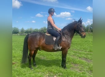 Warmblood danés, Caballo castrado, 18 años, 154 cm, Castaño