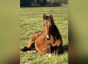 Warmblood danés, Caballo castrado, 1 año, 168 cm, Castaño