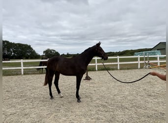 Warmblood danés, Caballo castrado, 1 año, 170 cm, Castaño oscuro