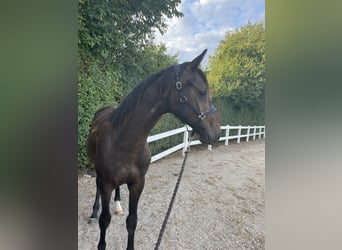 Warmblood danés, Caballo castrado, 1 año, 170 cm, Castaño oscuro