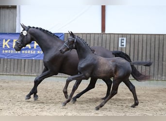 Warmblood danés, Caballo castrado, 1 año, 174 cm, Negro