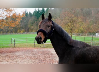 Warmblood danés, Caballo castrado, 2 años, 167 cm, Castaño