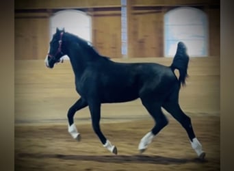 Warmblood danés, Caballo castrado, 2 años, 168 cm, Negro