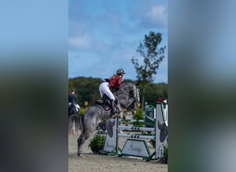 Warmblood danés, Caballo castrado, 2 años, 170 cm, Castaño
