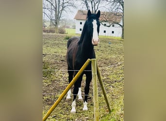 Warmblood danés, Caballo castrado, 2 años, 170 cm, Negro