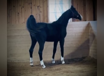 Warmblood danés, Caballo castrado, 2 años, 170 cm, Negro