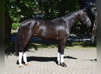 Warmblood danés, Caballo castrado, 3 años, 162 cm, Negro