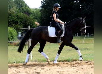 Warmblood danés, Caballo castrado, 3 años, 163 cm, Negro