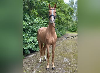 Warmblood danés, Caballo castrado, 3 años, 164 cm, Alazán-tostado