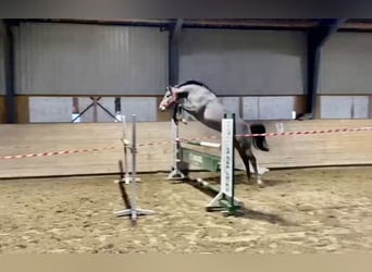 Warmblood danés, Caballo castrado, 3 años, 165 cm, Tordillo negro