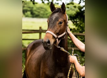 Warmblood danés, Caballo castrado, 3 años, 168 cm, Castaño