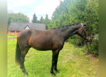 Warmblood danés, Caballo castrado, 3 años, 170 cm, Castaño