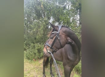 Warmblood danés, Caballo castrado, 3 años, 170 cm, Castaño