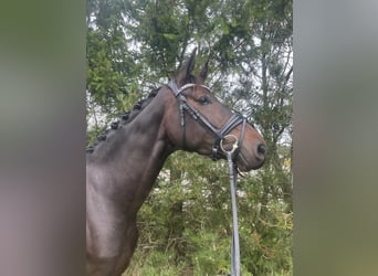 Warmblood danés, Caballo castrado, 3 años, 170 cm, Castaño