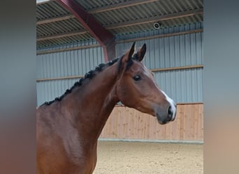 Warmblood danés, Caballo castrado, 4 años, 164 cm, Castaño