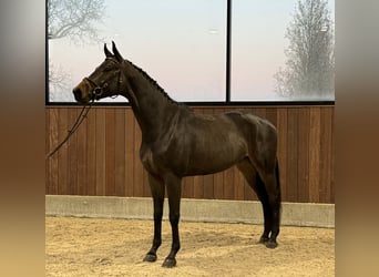 Warmblood danés, Caballo castrado, 4 años, 169 cm, Castaño