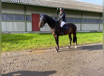 Warmblood danés, Caballo castrado, 4 años, 170 cm, Castaño oscuro