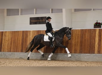 Warmblood danés, Caballo castrado, 4 años, 170 cm, Porcelana