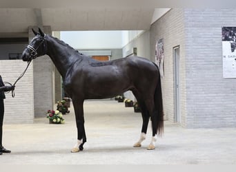 Warmblood danés, Caballo castrado, 4 años, 171 cm, Negro
