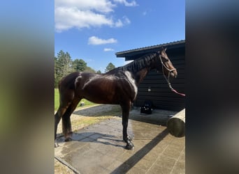 Warmblood danés, Caballo castrado, 4 años, 172 cm, Castaño