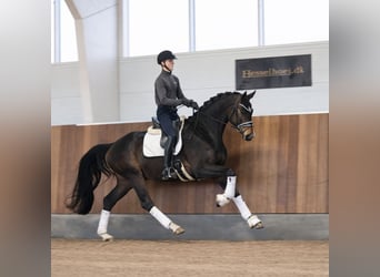 Warmblood danés, Caballo castrado, 4 años, 173 cm, Castaño