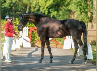 Warmblood danés, Caballo castrado, 4 años, 173 cm, Morcillo