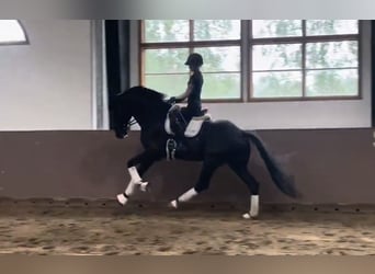 Warmblood danés, Caballo castrado, 4 años