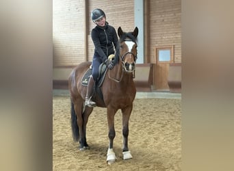 Warmblood danés, Caballo castrado, 5 años, 155 cm, Castaño