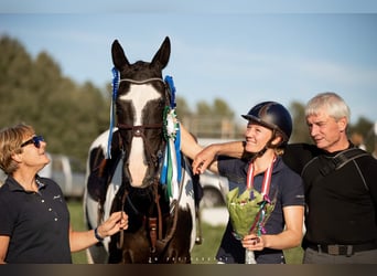 Warmblood danés Mestizo, Caballo castrado, 5 años, 157 cm, Pío