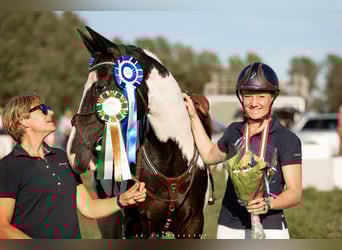 Warmblood danés Mestizo, Caballo castrado, 5 años, 157 cm, Pío