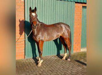 Warmblood danés, Caballo castrado, 5 años, 167 cm, Castaño