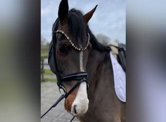 Warmblood danés, Caballo castrado, 5 años, 170 cm, Castaño